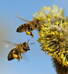 пчелиная пыльца